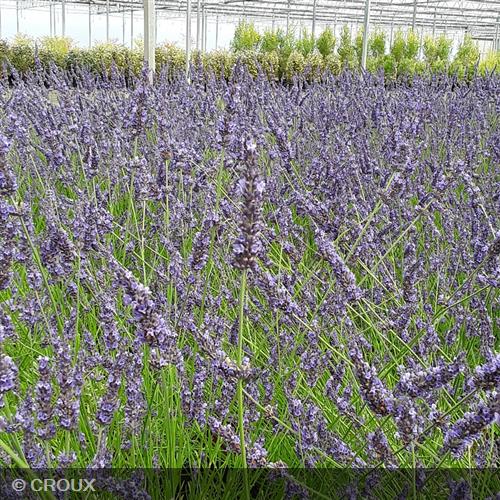 LAVANDULA x intermedia 'Phenomenal®'