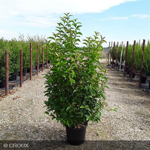 LIGUSTRUM japonicum