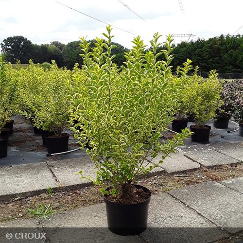 LIGUSTRUM ovalifolium 'Aureum'
