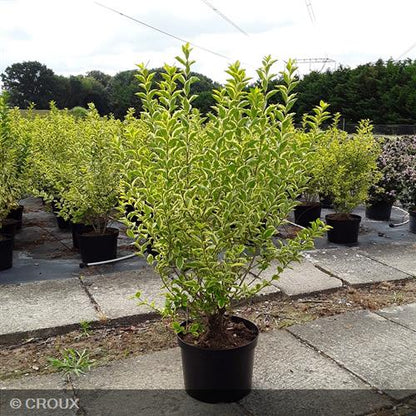 LIGUSTRUM ovalifolium 'Aureum'