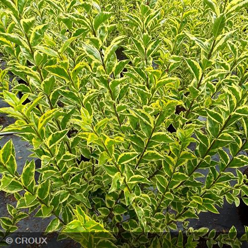 LIGUSTRUM ovalifolium 'Aureum'