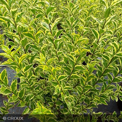LIGUSTRUM ovalifolium 'Aureum'