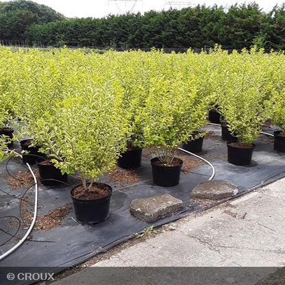 LIGUSTRUM ovalifolium 'Aureum'