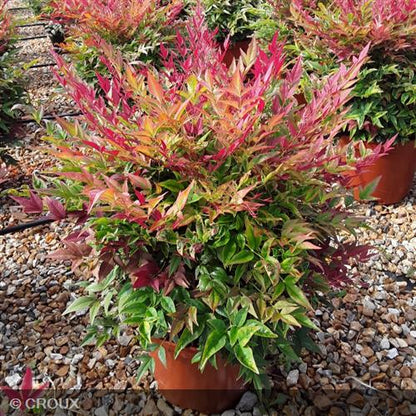 NANDINA domestica 'Obsessed®'