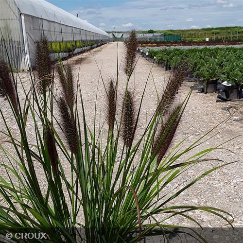 PENNISETUM alopecuroides 'Black Beauty'