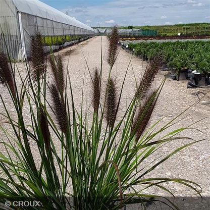 PENNISETUM alopecuroides 'Black Beauty'