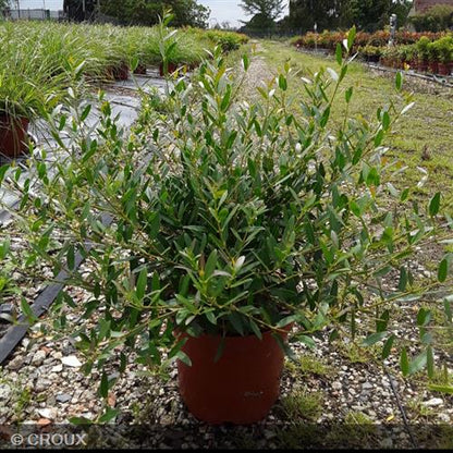 PHILLYREA angustifolia