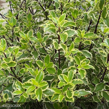 PITTOSPORUM tenuifolium 'Variegatum'
