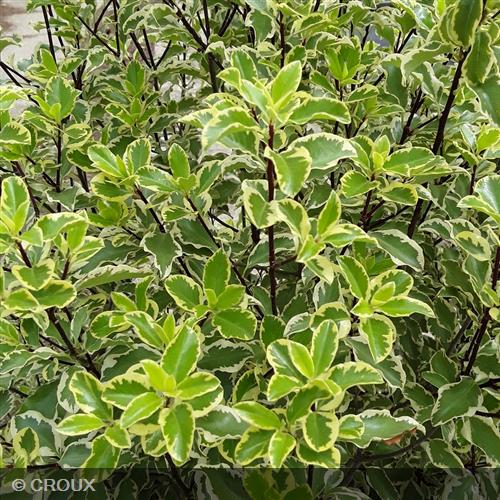 PITTOSPORUM tenuifolium 'Variegatum'