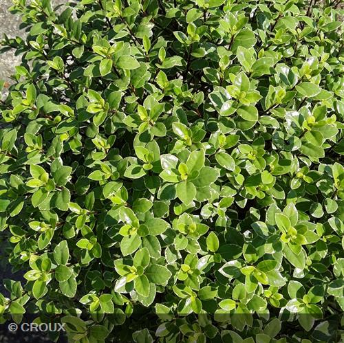 PITTOSPORUM tenuifolium 'Silver Ball'