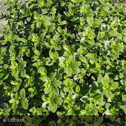 PITTOSPORUM tenuifolium 'Silver Ball'