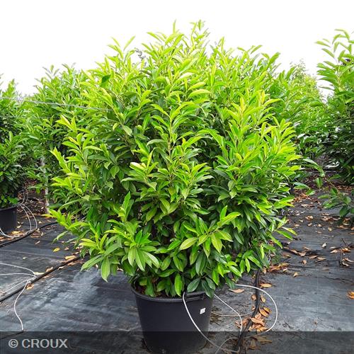 PRUNUS laurocerasus 'Caucasica'