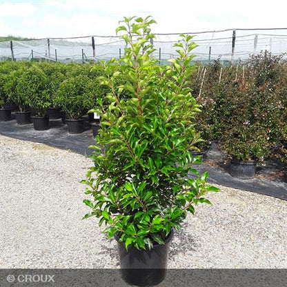 PRUNUS lusitanica 'Brenelia®'