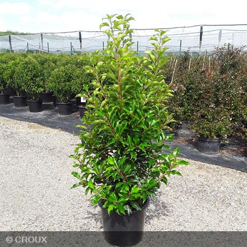 PRUNUS lusitanica 'Brenelia®'
