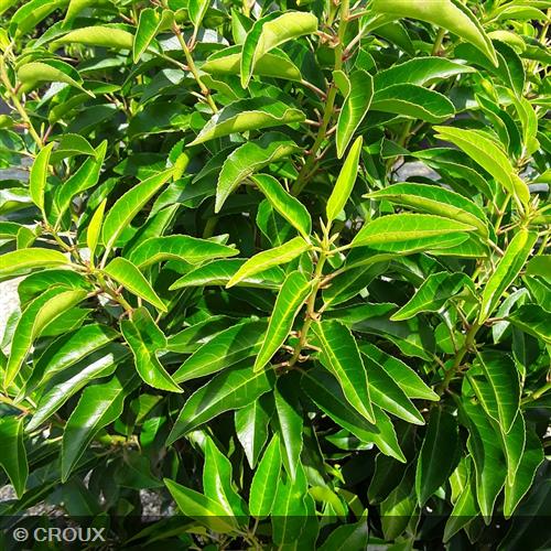 PRUNUS lusitanica 'Angustifolia'