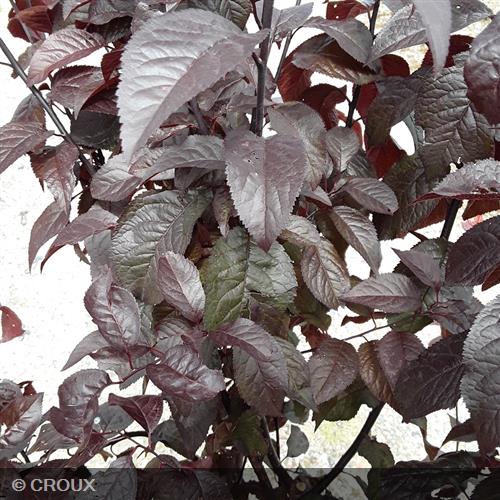 PRUNUS cerasifera 'Pissardi'