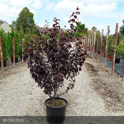 PRUNUS cerasifera 'Pissardi'