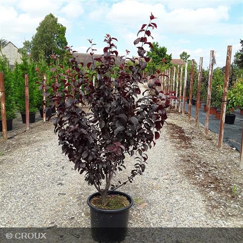 PRUNUS cerasifera 'Pissardi'