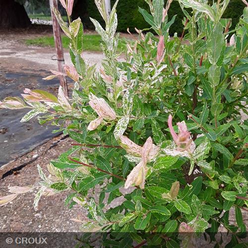 SALIX integra 'Hakuro-Nishiki'