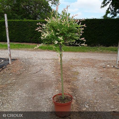 SALIX integra 'Hakuro-Nishiki'