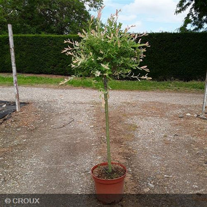 SALIX integra 'Hakuro-Nishiki'