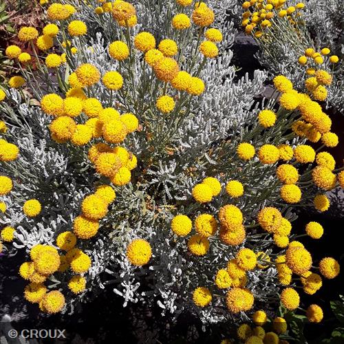 SANTOLINA chamaecyparissus