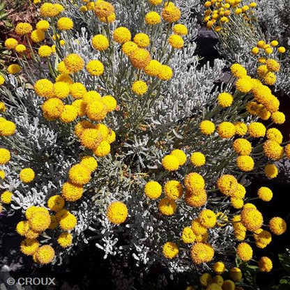 SANTOLINA chamaecyparissus