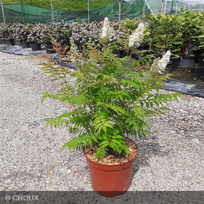 SORBARIA sorbifolia 'Sem'