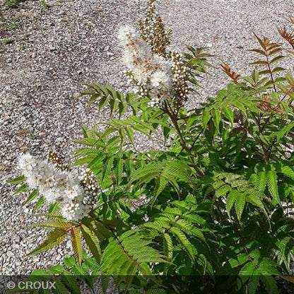 SORBARIA sorbifolia 'Sem'
