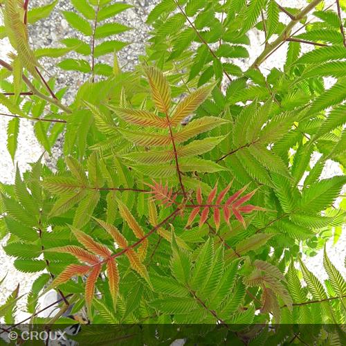 SORBARIA sorbifolia 'Sem'