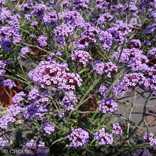 VERBENA bonariensis 'Lollipop®'