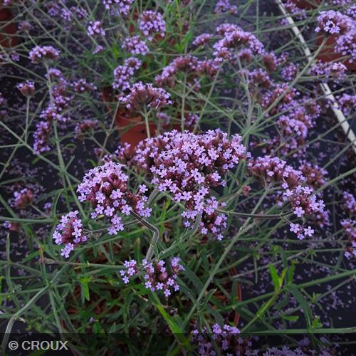 VERBENA bonariensis 'Lollipop®'