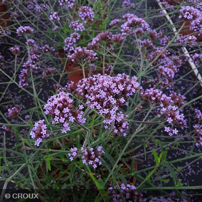 VERBENA bonariensis 'Lollipop®'