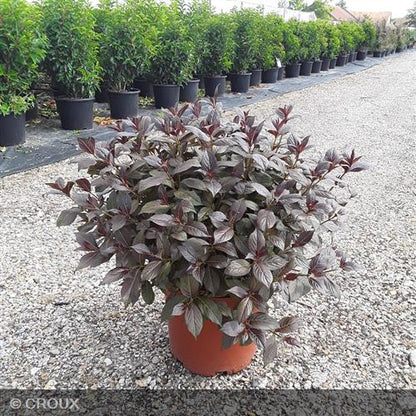 WEIGELA x florida 'Minor Black'