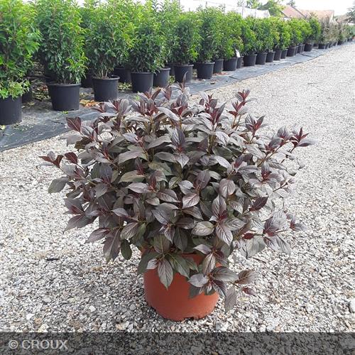 WEIGELA x florida 'Minor Black'