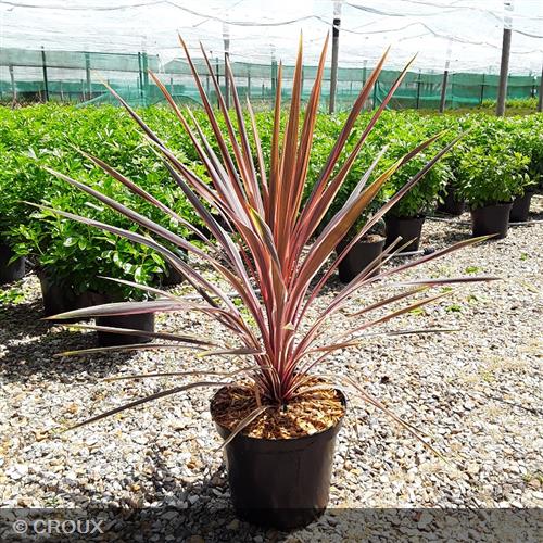 CORDYLINE australis 'Charlie boy®'