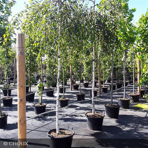 BETULA verrucosa 'Youngii'