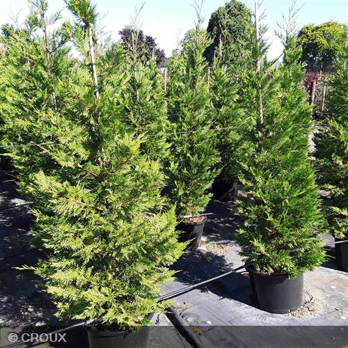 CUPRESSOCYPARIS leylandii