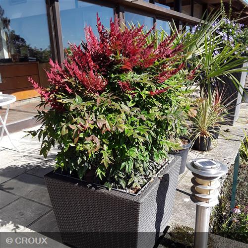 NANDINA domestica 'Obsessed®'