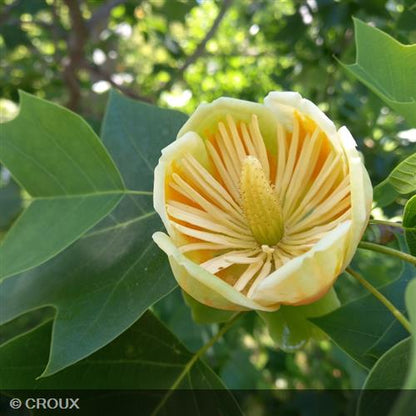 LIRIODENDRON tulipifera
