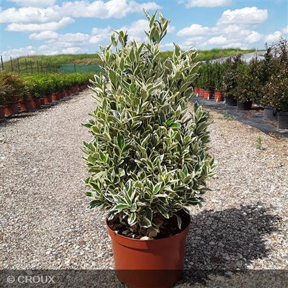 EUONYMUS japonicus 'Bravo'