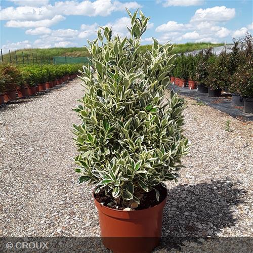EUONYMUS japonicus 'Bravo'
