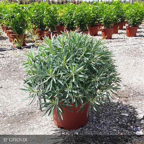 EUPHORBIA  characias 'Wulfenii'
