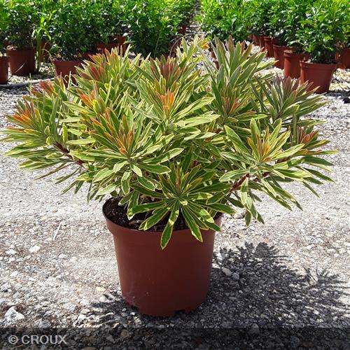 EUPHORBIA x martinii 'Ascot Rainbow®'