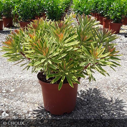 EUPHORBIA x martinii 'Ascot Rainbow®'