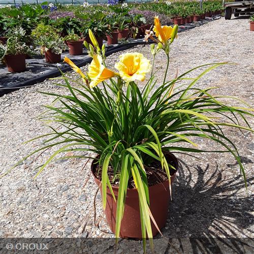 HEMEROCALLIS 'Stella de Oro'