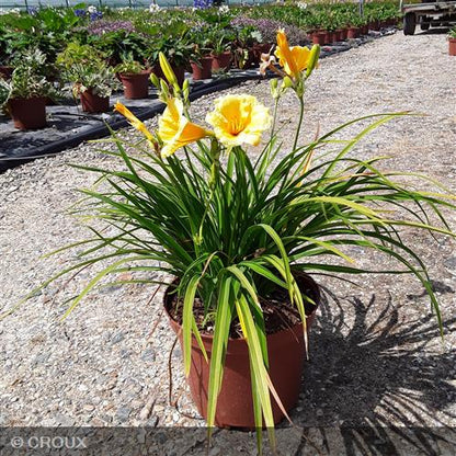 HEMEROCALLIS 'Stella de Oro'