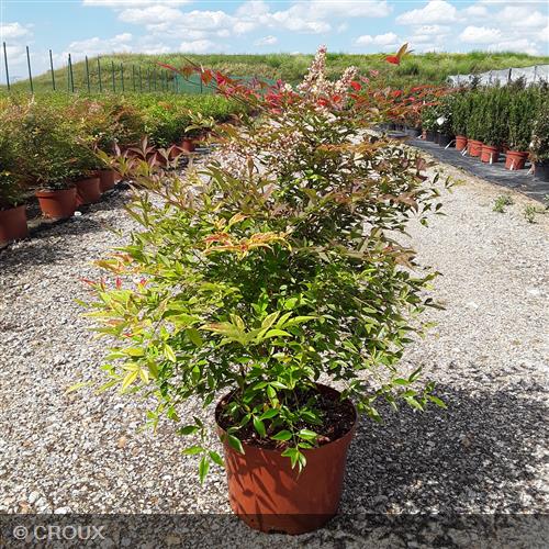 NANDINA domestica