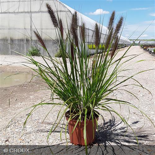 PENNISETUM alopecuroides 'Black Beauty'