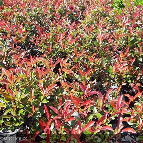 PHOTINIA  x fraseri 'Carré Rouge'